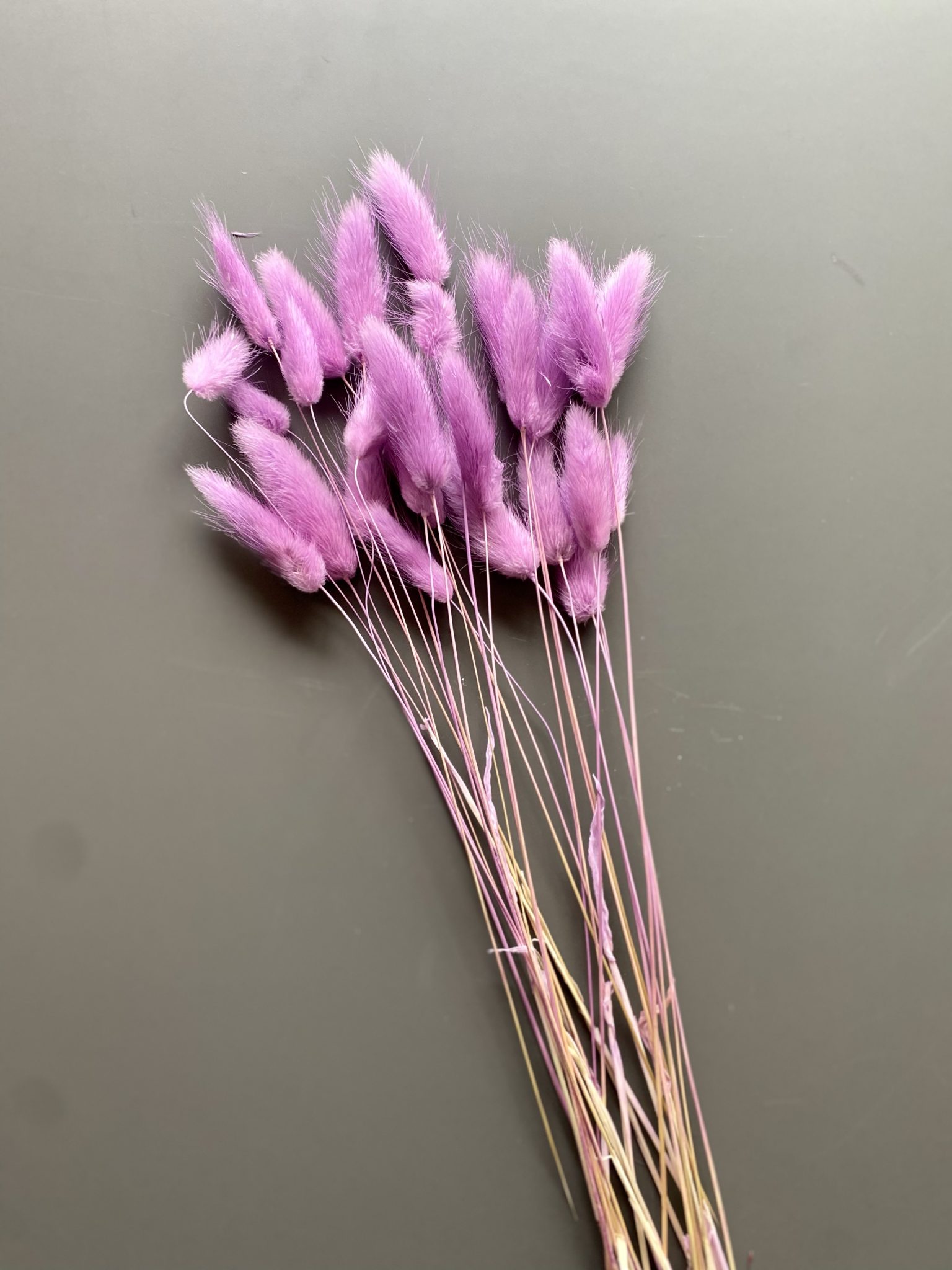 Lagurus dried lilac - Dried flowers - Bunny Tails - Preserved velvety soft grasses for natural decoration