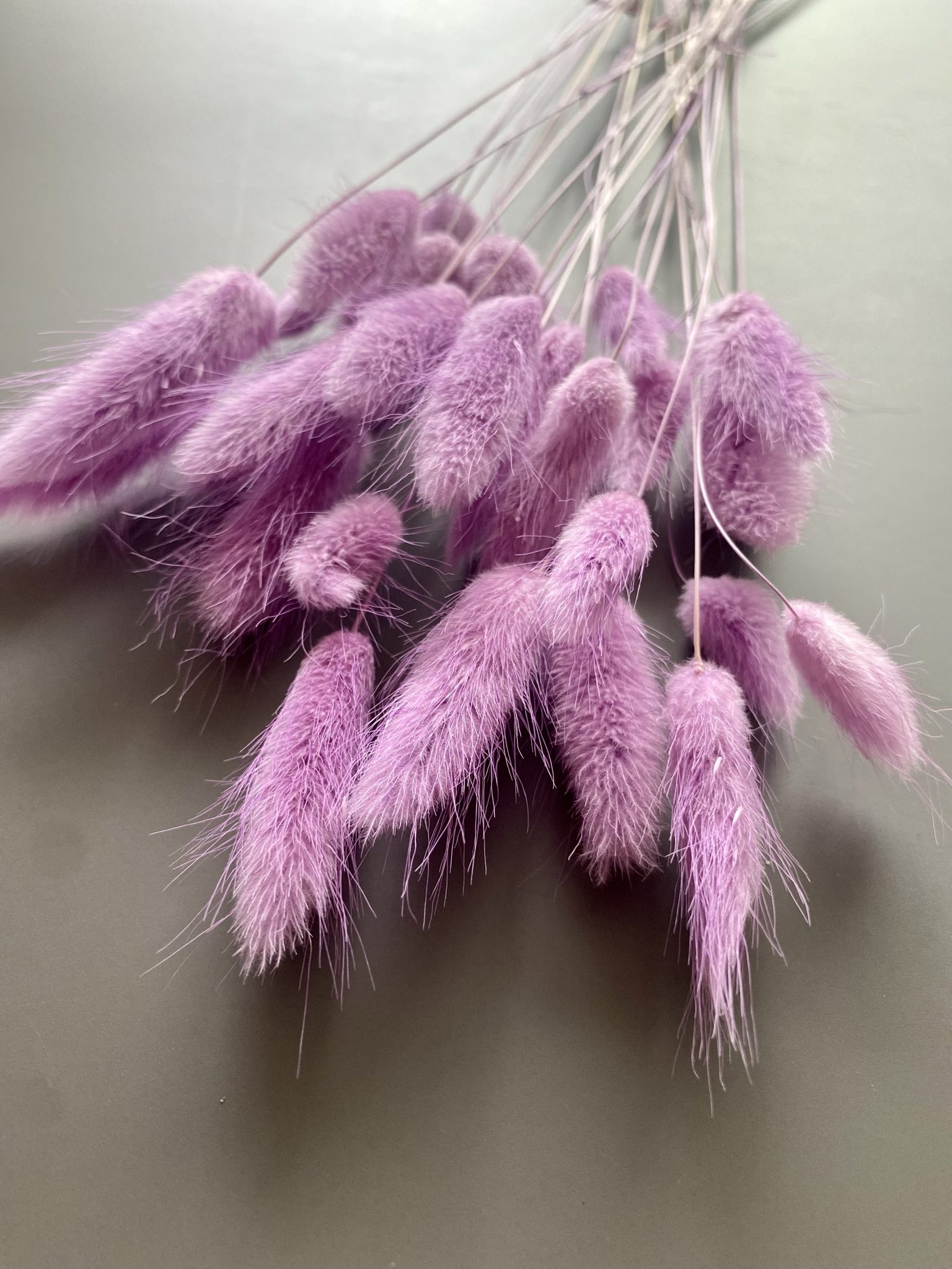 Lagurus dried lilac - Dried flowers - Bunny Tails - Preserved velvety soft grasses for natural decoration - Image 2