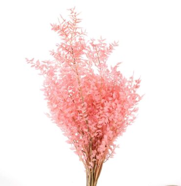 Ruscus getrocknet zart rosa - Mäusedorn - 3 Stiele