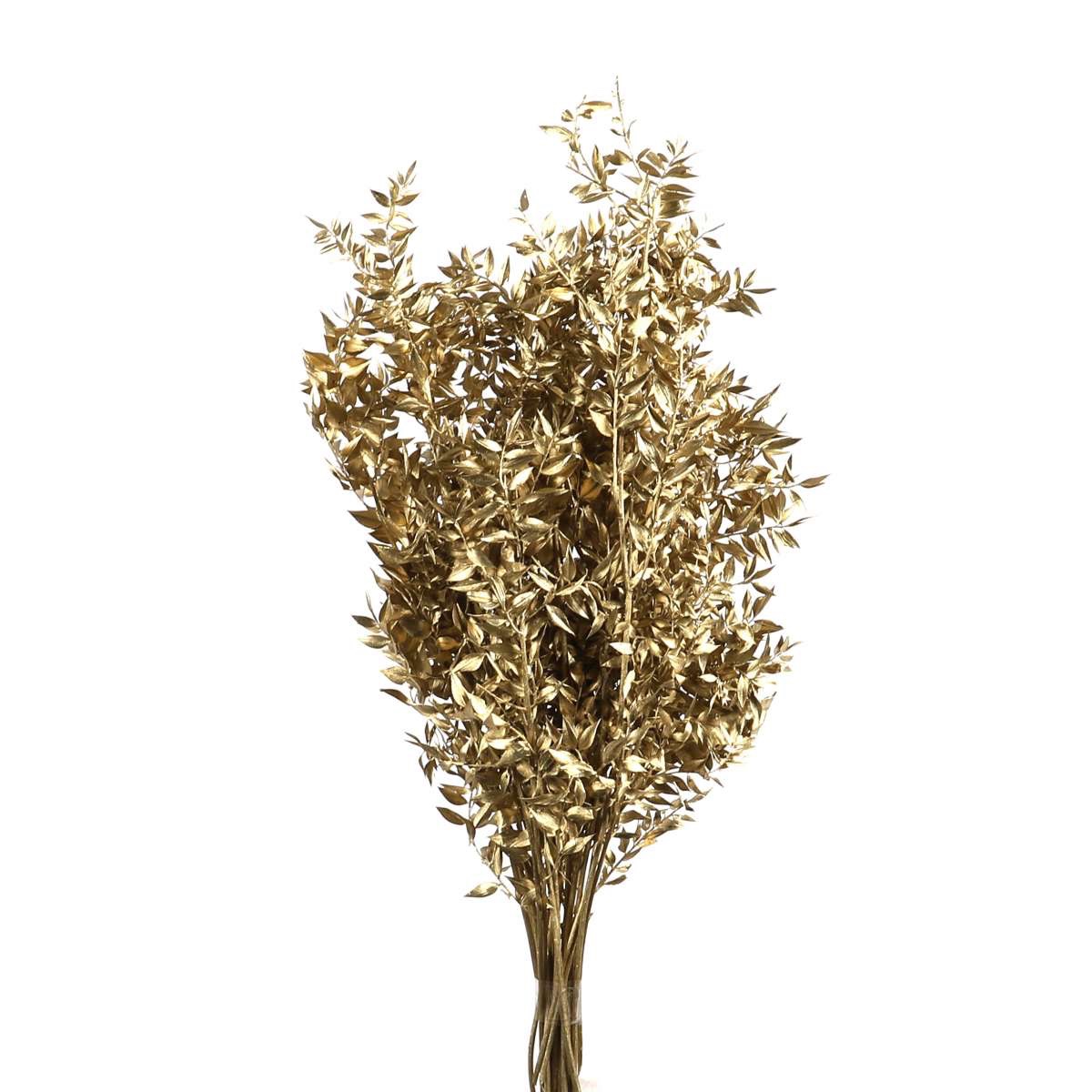 Ruscus getrocknet, gold, Mäusedorn