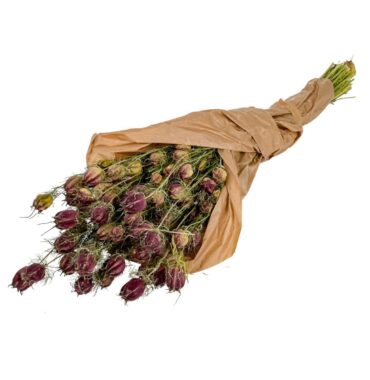 Dried Nigella Natur - Real black cumin for natural decoration