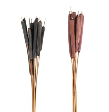 Große Schilfkolben Trockenblumen Naturdeko mauve/anthrazit 5 Stück. - Dekorative Trockenblumen für stilvolle Wohnaccessoires