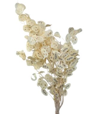 Lunaria Silberblatt, getrocknet - Weiß/Rosa -Trockenblumen Deko