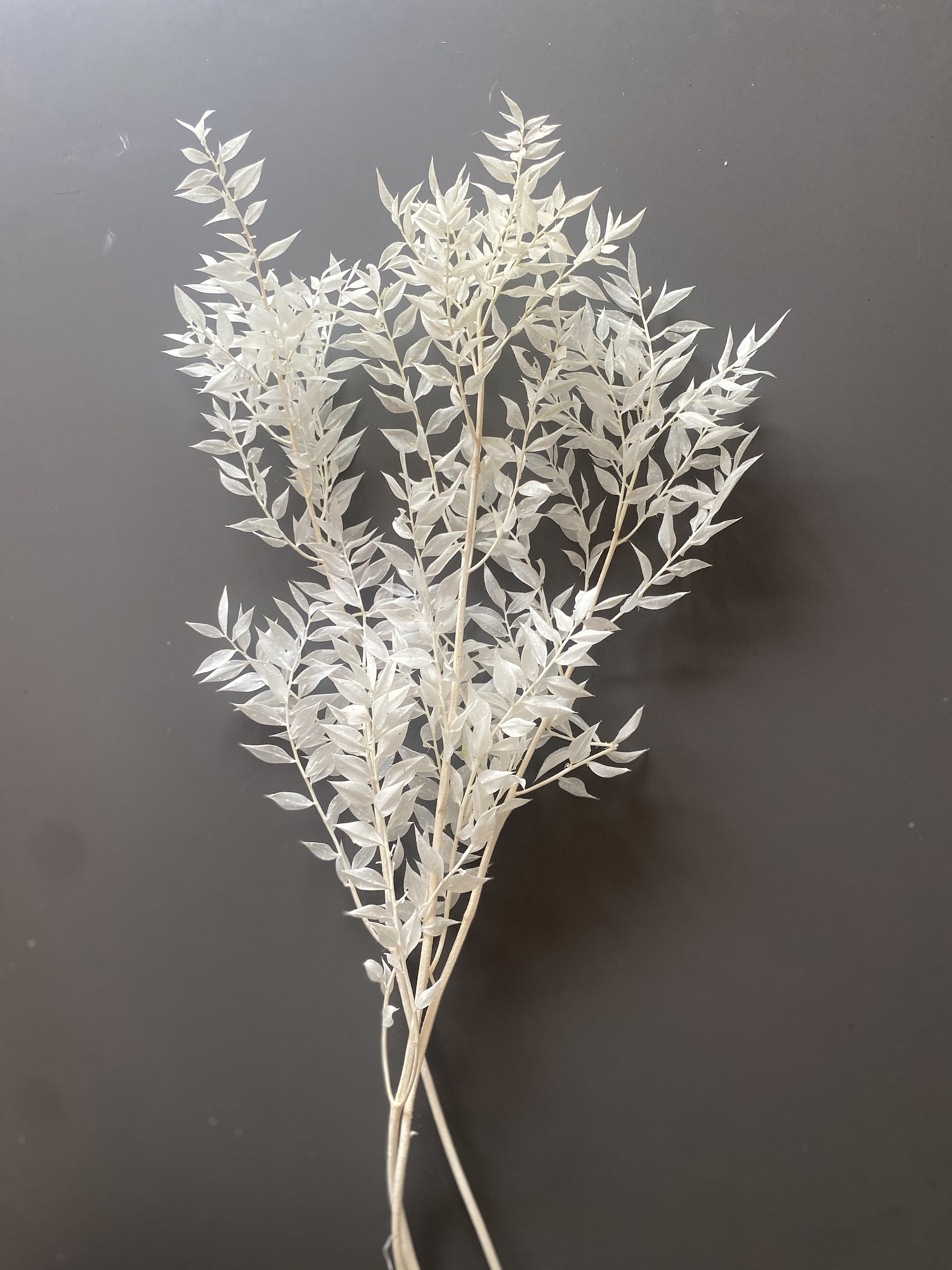 Ruscus getrocknet, Mäusedorn, weiß |