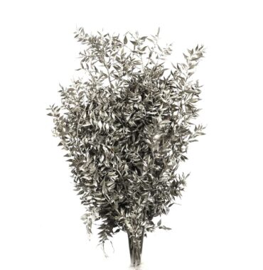 Ruscus – Mäusedorne – getrocknet und platin gefärbt – 3 Stiele