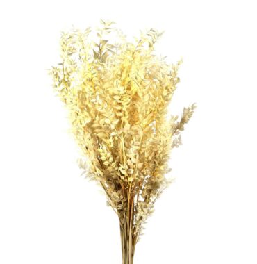 Ruscus – Mäusedorne – getrocknet und gelb gefärbt – 3 Stiele