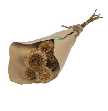 Dried golden thistles - Echinops - Dried flower decoration - Nature decoration ideas - Christmas decoration - 5 pieces