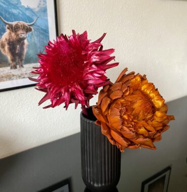 Getrocknete Artischocke - Trockenblumen Deko - große dekorative Blüte in fuchsia/orange