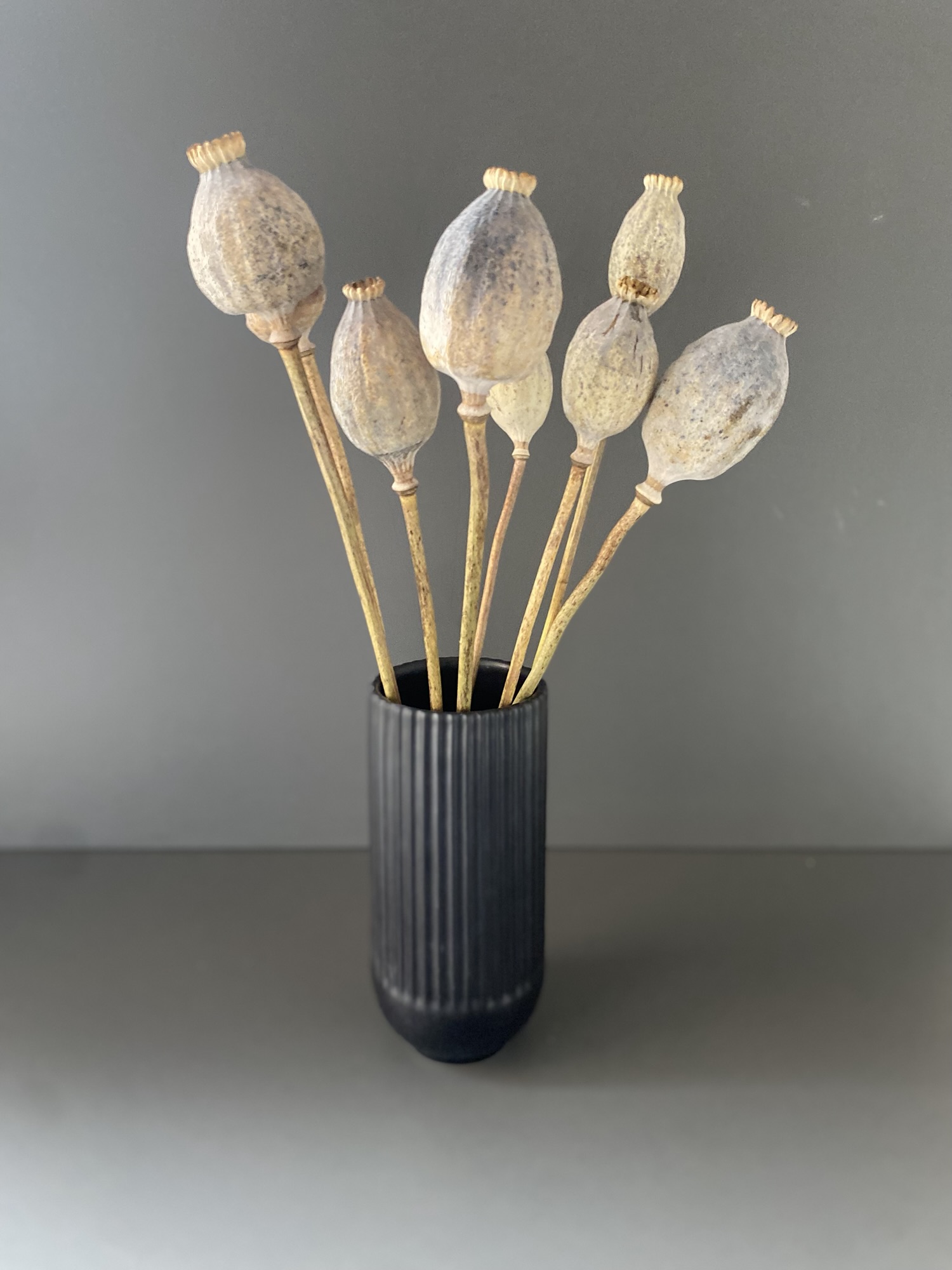 Dried poppy capsules "Giant" Papaver Somniferum - Extra large flower heads