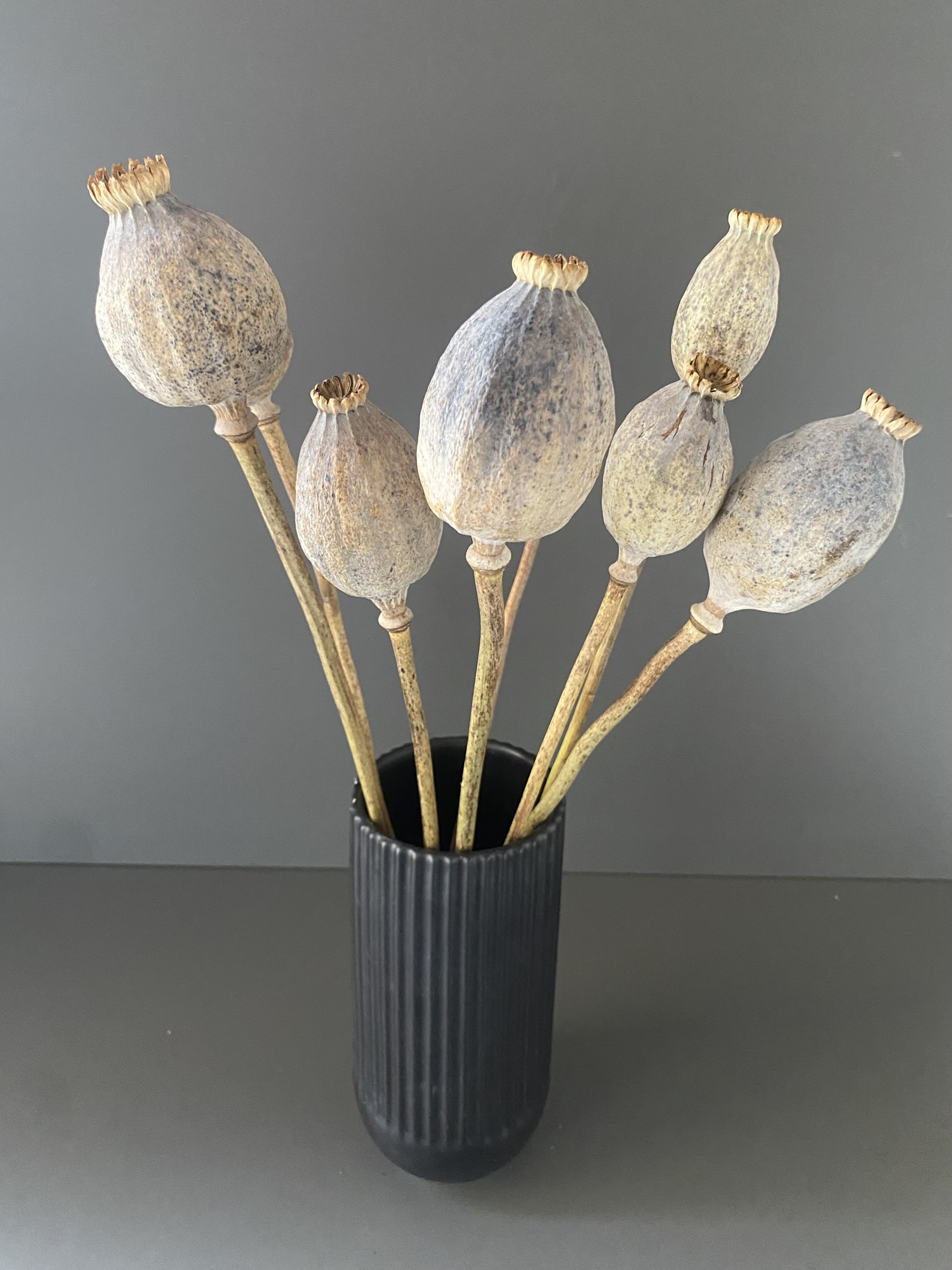 Dried poppy capsules "Giant" Papaver Somniferum - Extra large flower heads - Image 6