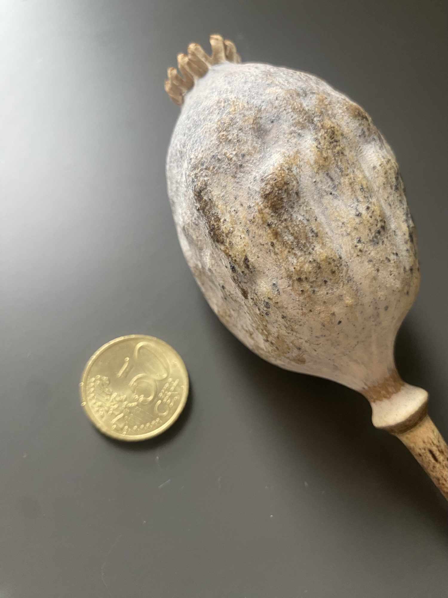 Dried poppy capsules "Giant" Papaver Somniferum - Extra large flower heads - Image 4