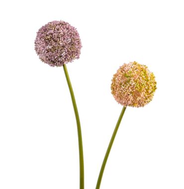 Allium - silk flower - artificial flower - 71 cm, pink/mauve - elegant decoration