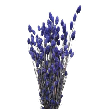 Phalaris in Violett – Getrocknete Gräser - 25 Stück - Boho-Sträuße und kreative Floristik