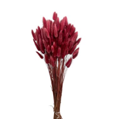 25 Stück Lagurus ovatus – getrocknetes Ziergras, ca. 40 cm lang