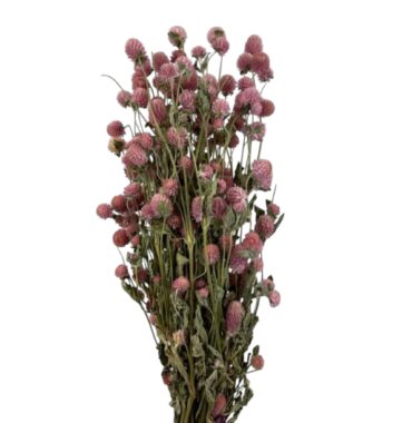 Getrocknete Gomphrena in Rosa aus Italien – natürlicher Trockenblumenstrauß