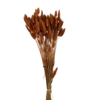 Lagurus getrocknet, Haselnuss – Samtgras – flauschige Trockenblumen - 25 Stiele - Bunny Tails - Pampasgras Deko - ca. 40 cm