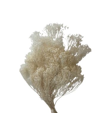 Getrockneter Broom Bloom, weiß – 3 Stiele, Trockenblumen aus Italien für Sträuße & Dekoration