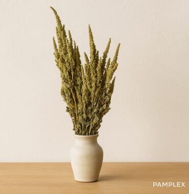 Trockenblumen - Amaranthus Grün Natur - getrockneter Fuchsschwanz für natürliche Deko